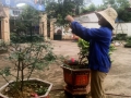 Công tác vệ sinh môi trường và chăm sóc vườn hoa cây cảnh trong thời gian nghỉ hè